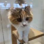 長崎県長与町　ペットショップ　ワンラブ　イオンタウン長崎長与店　ブログ