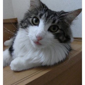 看取りの退院から4ヶ月一緒にいてくれたさくらの命日