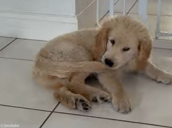 自分のしっぽを口にくわえた犬が…勢い余って転んでしまう（動画）
