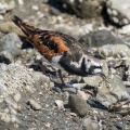 2026年5月17日の野鳥公園