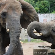 鼻はコミュニケーションツール♪