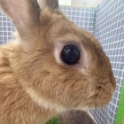 『	 新しい小動物の紹介です🐹』の画像