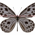 ガウラヒメゴマダラ♂ (マレー半島) Ideopsis gaura perakana