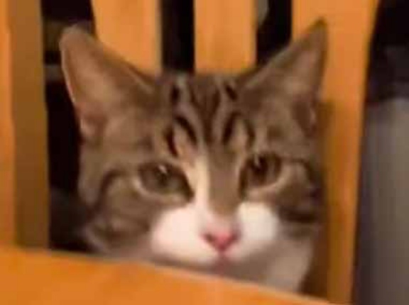 ネコの「おやつ」をテーブルの上に置いてみた。もらったぁ！ → 猫はこんな動きです…