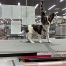 きょうのわんこ