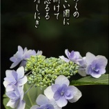 『みちのくあじさいまつり2026』の画像