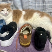 猫が「迷惑だ」と思っているときの表情