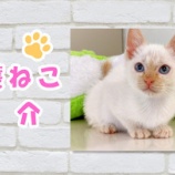 『【子猫】スノーくん 里親募集を開始しました』の画像