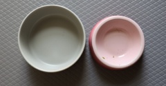 犬の食器選び、食べ残しが出ないかも基準だった