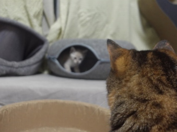 控えめすぎる娘猫　20260515