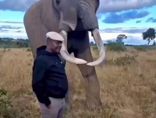 【海外の反応】男の帽子を奪って食べるフリをするゾウがお茶目すぎる　「帽子税を払え」「完全にイタズラ仲間で草」