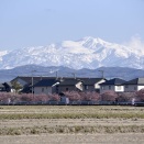蝶屋さくら祭りと白山連峰