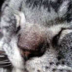 猫の集会所