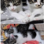 ニャンニャンみずほ　地域猫の会