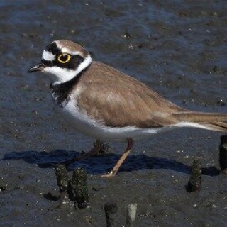 東京港野鳥公園　レンジャーブログ