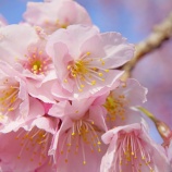 『【写真】平井 彼岸桜 / 河津桜等 / ひよどり （ラスト？）❶ @ a7R』の画像