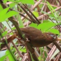 ガビチョウ＆キジ♀を撮る🐦🐦‍⬛（多々良沼公園）