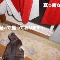 猫に小判を与えたら。 埋蔵金：千八百弐拾九両　そぉ～やわなぁっ・・・。