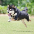 7-13-2c　青木　テッシンくん　1歳　南あわじドッグラン・飛行犬撮影所にて