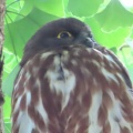 2026天然記念物大銀杏でアオバズクを撮る16🦉📸（足利市鑁阿寺）