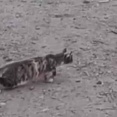 狙われていたのは私の方でした…