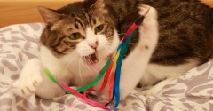 暑くても遊ぶ猫ら。