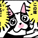 『犬が氷を欲しがるからあげるんだけど』の画像