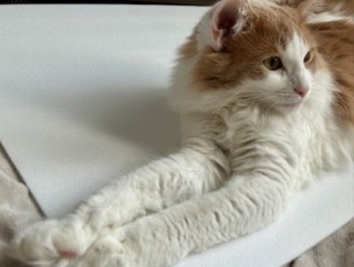 手の長い猫の寝姿がかわいい～♪