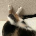 足を上げて寝るキャリコちゃん