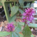 ルリスズカケソウ