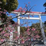 鎌倉アルプスを歩いてきました