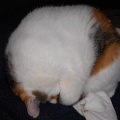 猫に小判を与えたら。 埋蔵金：千九百拾参両　マジぃかぁ・・・からのマジぃかぁっ！