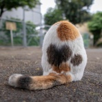 画像フォルダは猫ばかり