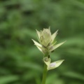 夏に咲く、古賀志山麓の花を求めて