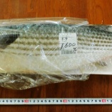『国東の食環境（462）寒ボラ』の画像