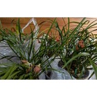 �ؽ������֡٤β���