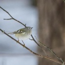「ものさし鳥」とは…日本で「一番大きい野鳥」と「一番小さい野鳥」