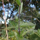 オオアオイトトンボ Lestes japonicus の観察記録と生息環境に関する一考察