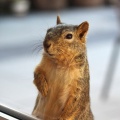 しばらくブログを休みます＆まとめてリス友写真 🐿️🐿️🐿️