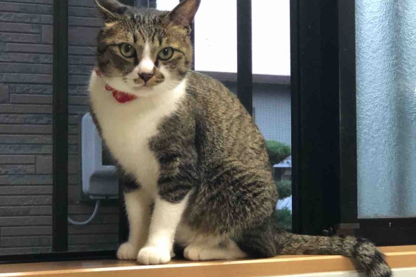ぷち・ぷち・ちょこっと - 猫：「ひなた」＆「ゆず」