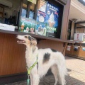 涼しいひるがの。