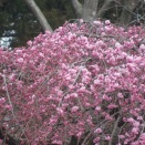 今年の春は一気にやってきた