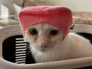痛みとともに生きる猫　20251025