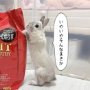 うさぎのルリ(1/14追記)