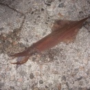 初釣りヤリイカ