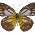 キシタシロチョウ♀ (ボルネオ) Cepora iudith hespera