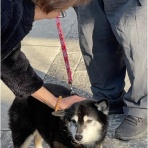 柴犬アトム🌈・黒柴アラレの日々是好日