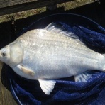 50代からのヘラブナ釣り