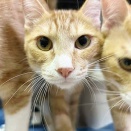 里親さんが決まった猫たち(1/11～)