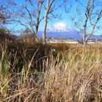 富士山トンボ池通信
